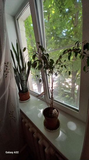 3-к. квартира, 51,3 м², 2/5 эт.