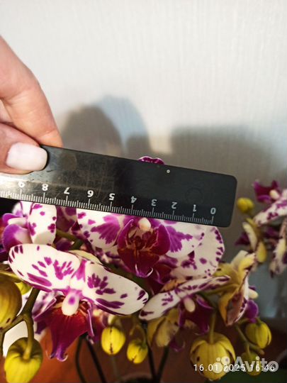 Орхидея фаленопсис, 2 ствола