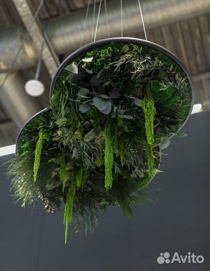 Мох. Вертикальное озеленение. Фитостена. Декор