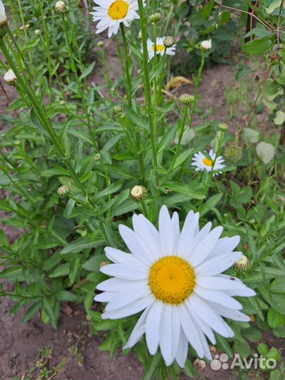 Ромашки, букет ромашек
