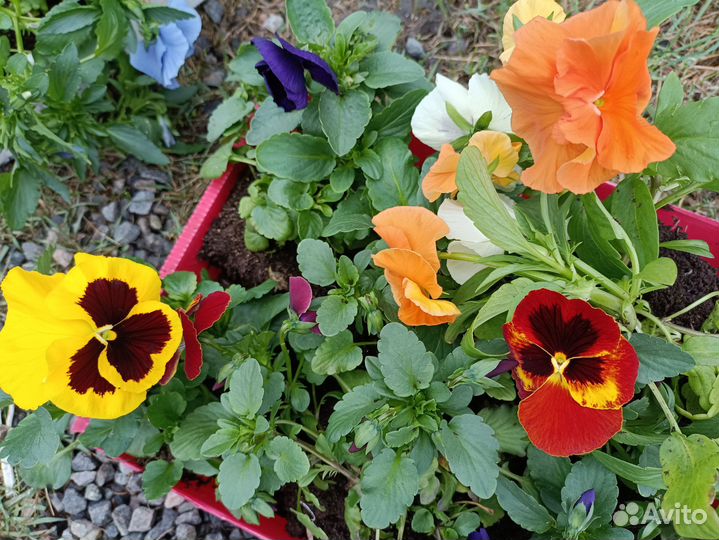 Рассада виолы