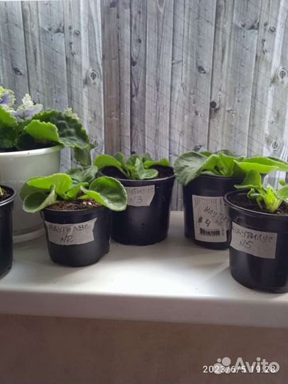 Фиалка (наутилус)