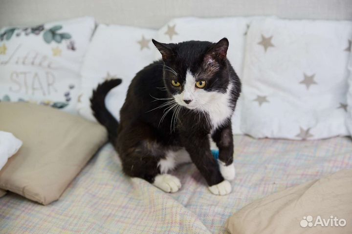 Брутальный кот Волька ищет дом