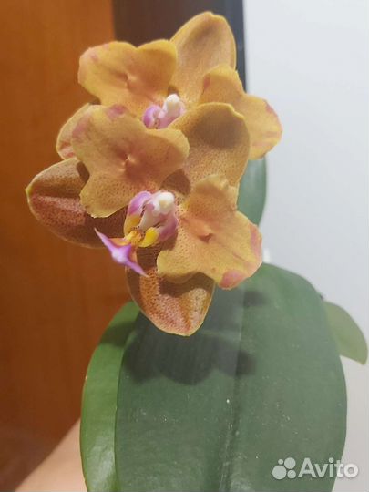 Орхидея фаленопсис бабочка