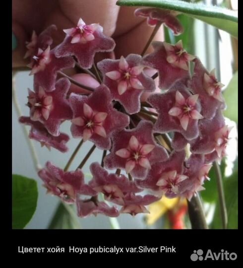 Хойя pubicalyx