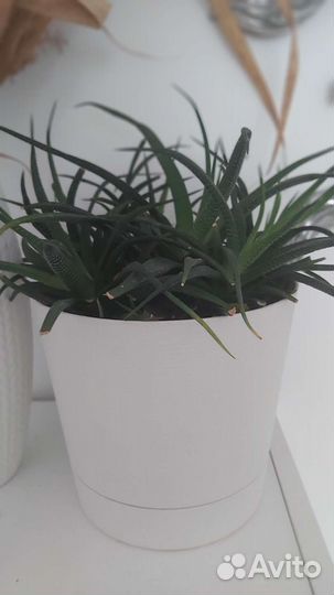 Цветы комнатные