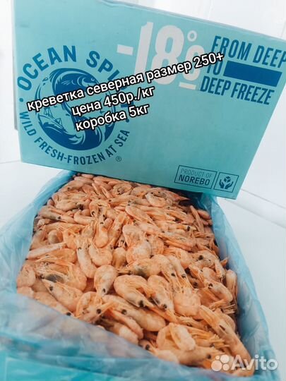 Креветка северная 250+