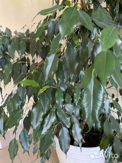 Фикус Бенджамина большой