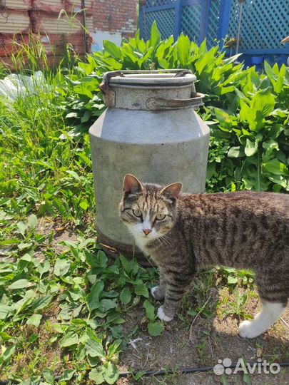 Бидон алюминиевый 40 л