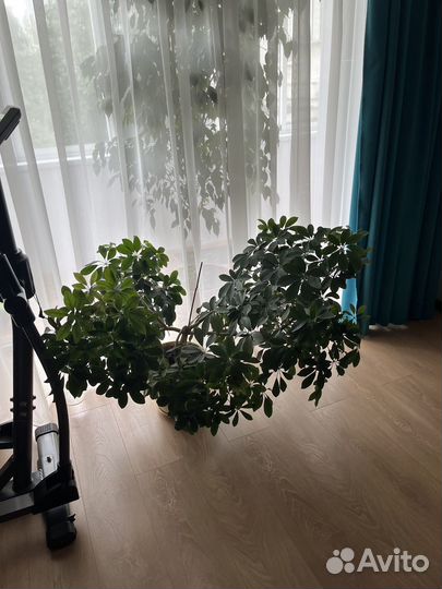 Продам цветы комнатные