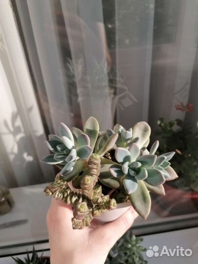 Суккуленты