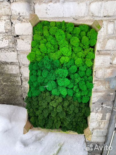 Стабилизированный мох ягель Лаймовый