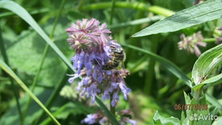 Шалфей мутовчатый (семена), (Salvia verticillata L