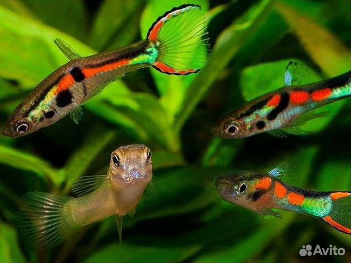 Рыбки гуппи