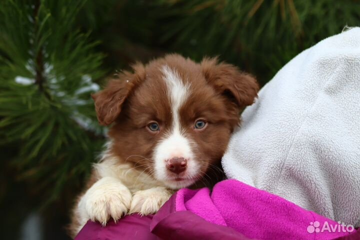 Щенки бордер колли