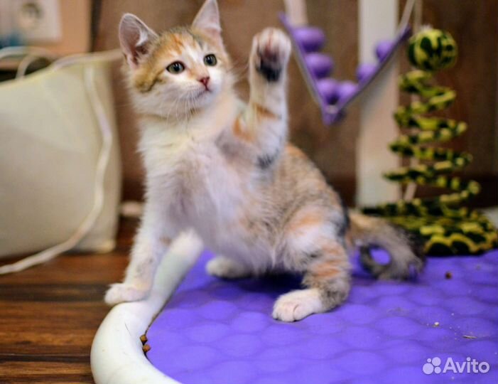 Котенок Тинки в поисках семьи