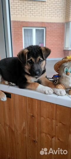 Метис овчарки