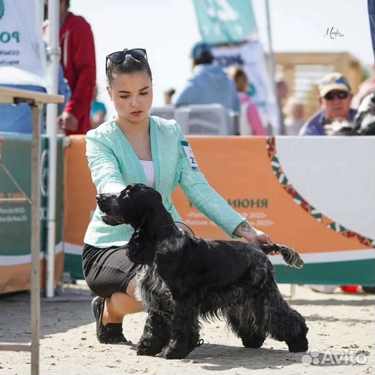 Хендлер, грумер, кинолог