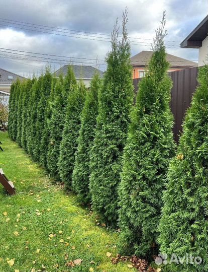Туя Смарагд с гарантией приживаемости