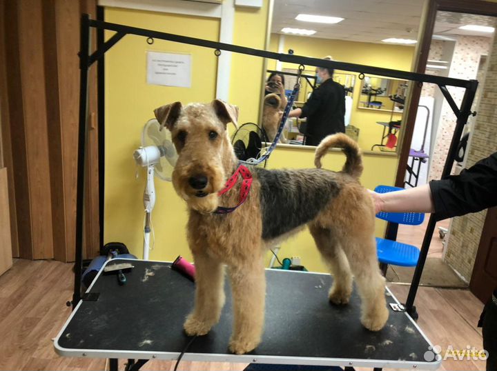 Стрижка собак и кошек в Москве