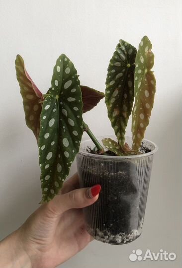 Бегония макулата