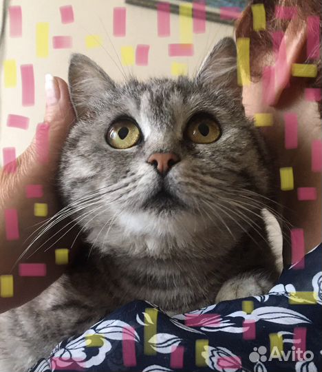 Кошечка с котятами спасена с улицы