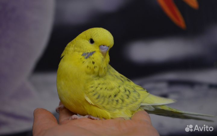 Птенцы Выставочного Волнистого Попугая (ввп, чехи)