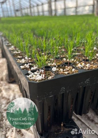 Сосна зкс окс сеянцы Ель Лиственница Голуб Горная