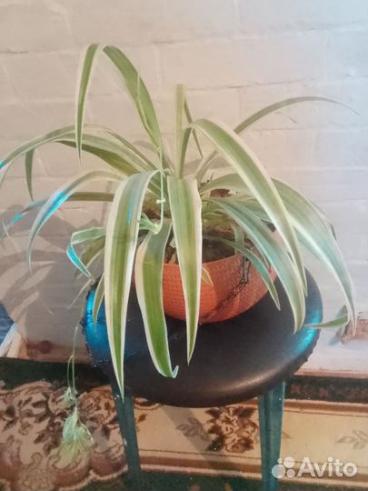 Хлорофитум