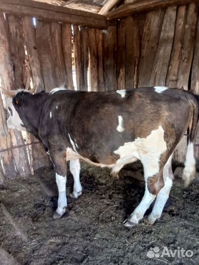 Коровы, телята