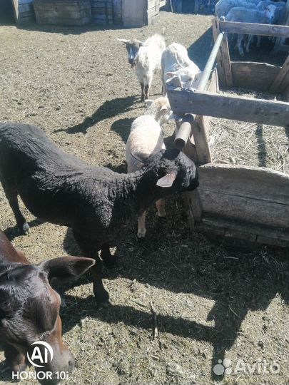 Овщы с ягнятами