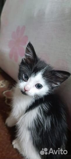 Котенок в добрые руки