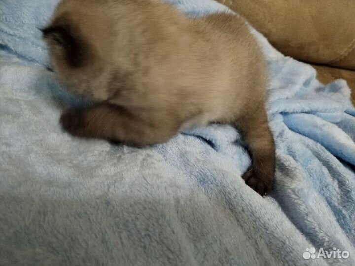 Шотландские котята