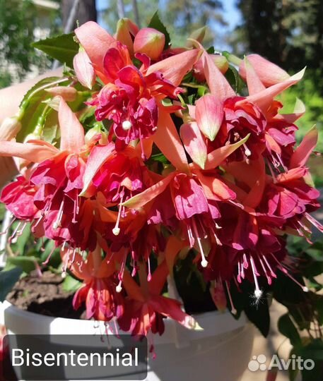 Фуксия (укорененные черенки)