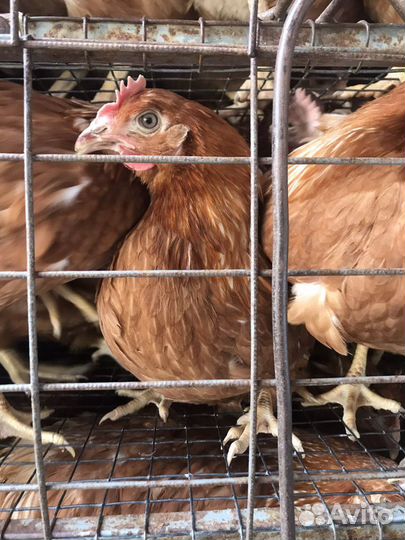 Куры несушки молодые