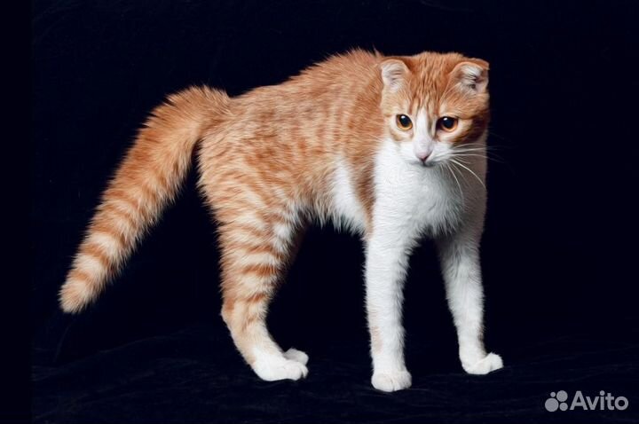 Котенок мальчик в добрые руки