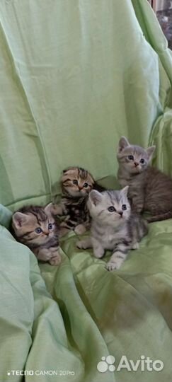 Шотландские котята