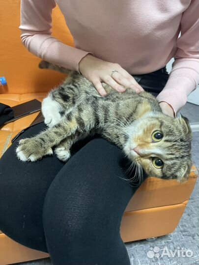 Найдена кошка во 2 Иркутске