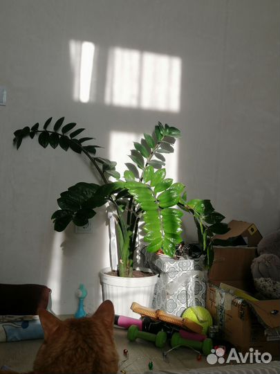 Замиокулькас (долларовое дерево)