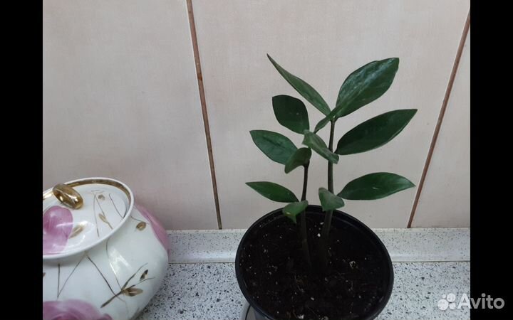 Продам замиокулькас, долларовое денежное дерево