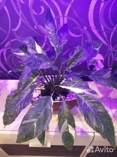 Спацифиллум Домино