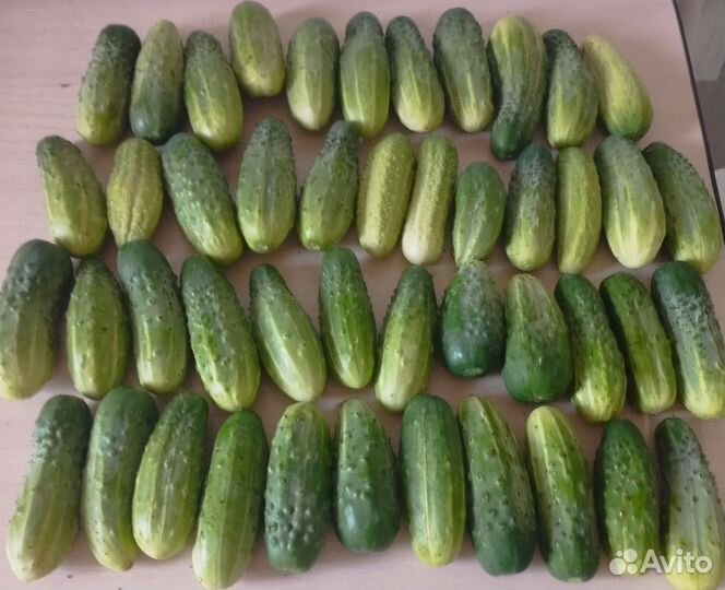 Огурцы свежие