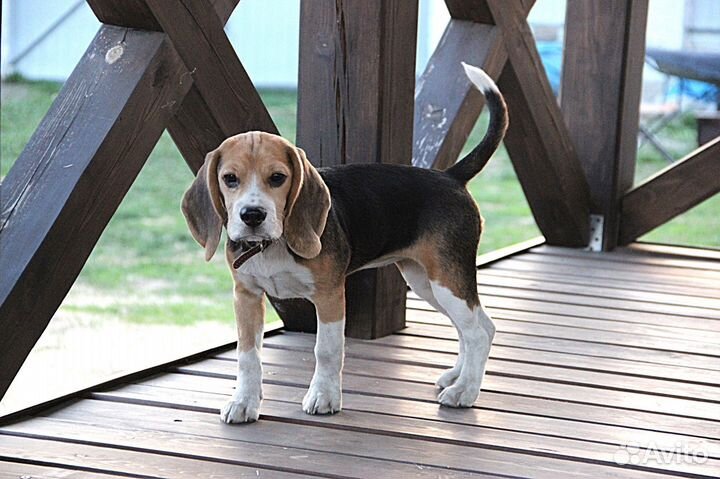 Домашняя передержка собак