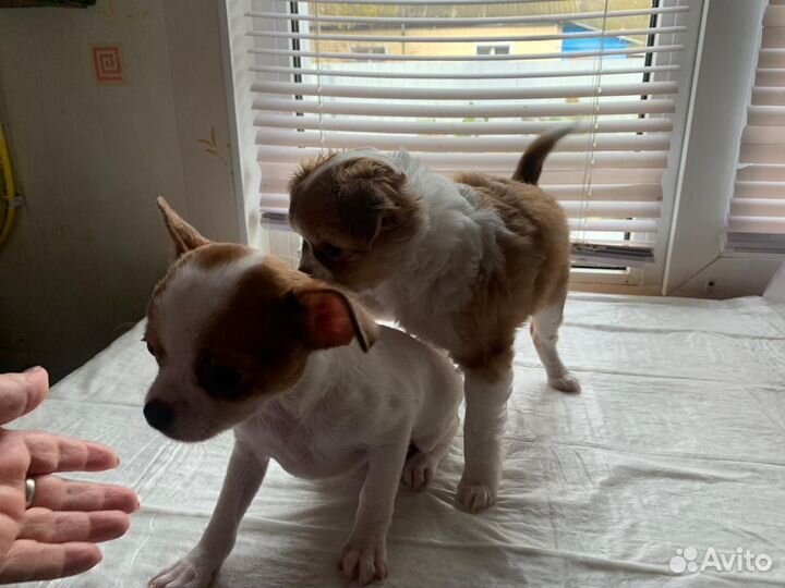 Щенки чихуахуа мини девочки