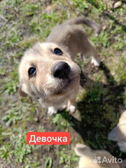 Собака в добрые руки отдам бесплатно