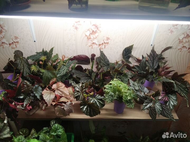 Продам срезы бегоний Кейн