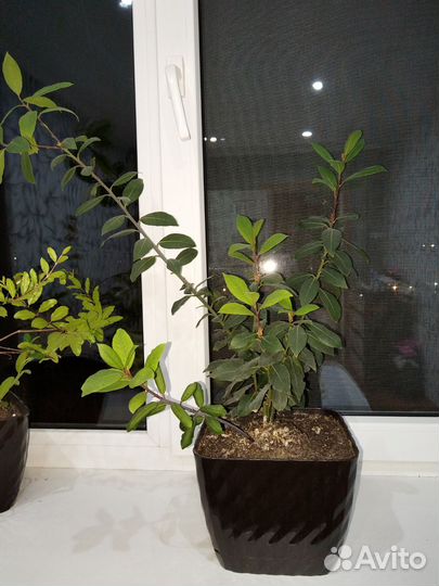 Лавровый лист