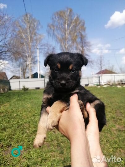 Щенки в добрые руки