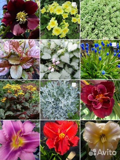 Многолетники, однолетники