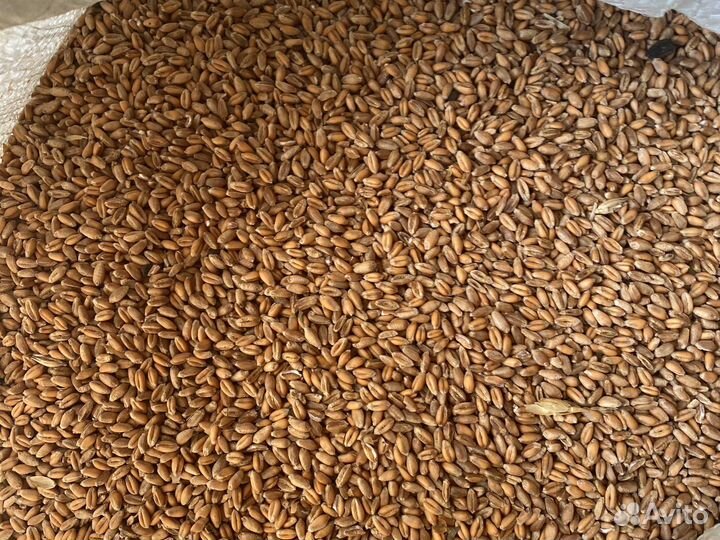 Зерно В мешках/комбикорма